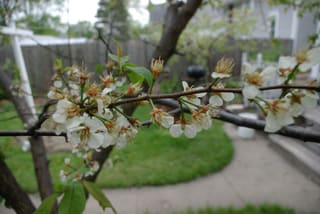 American plum (Prunus americana) branch covered in white blossom in early spring