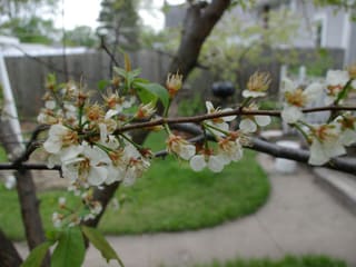 American plum (Prunus americana) branch covered in white blossom in early spring