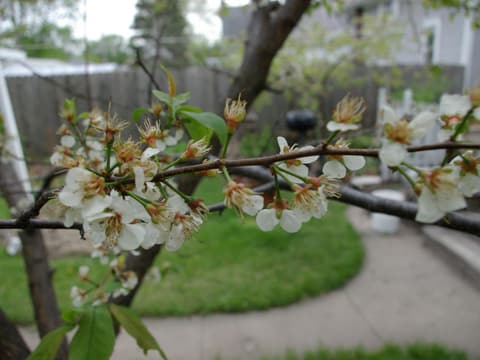 American plum (Prunus americana) branch covered in white blossom in early spring