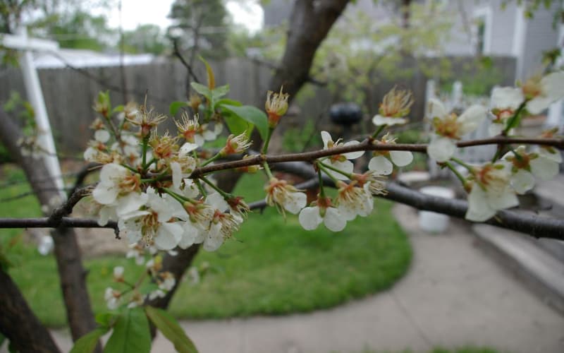 American plum (Prunus americana) branch covered in white blossom in early spring