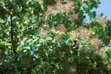 American smoketree (Cotinus obovatus) branches with rounded leaves and airy pink flower plumes