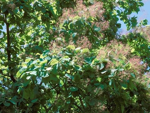 American Smoketree