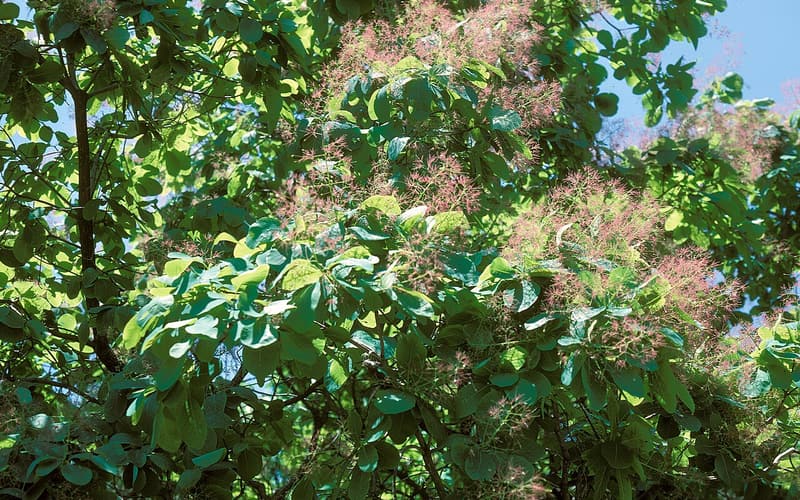 American smoketree (Cotinus obovatus) branches with rounded leaves and airy pink flower plumes