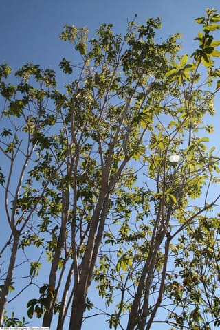 American smoketree (Cotinus obovatus) crown seen from below against the sky