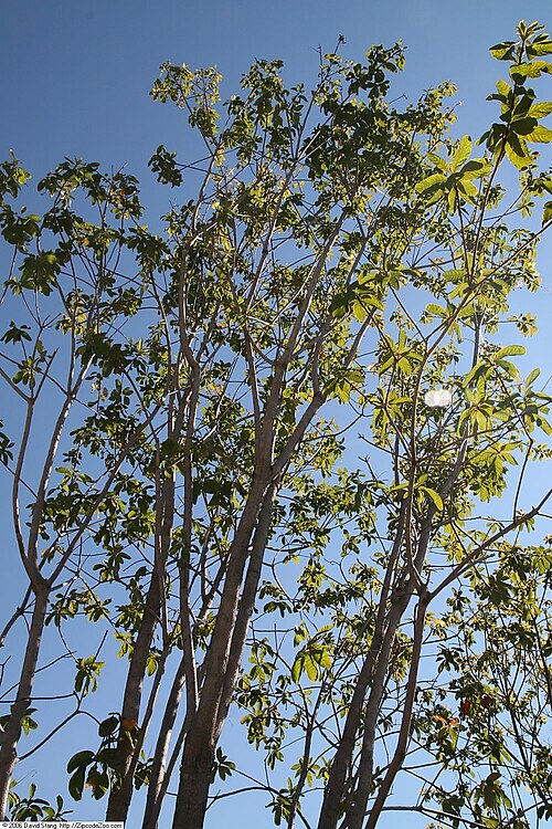 American Smoketree (Cotinus obovatus)