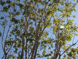 American smoketree (Cotinus obovatus) crown seen from below against the sky