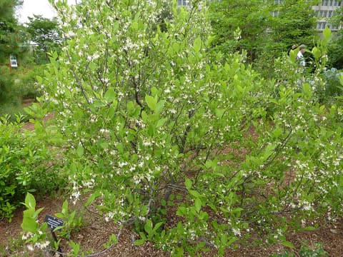 American snowbell (Styrax americanus) shrub in bloom, dotted with small white bell flowers