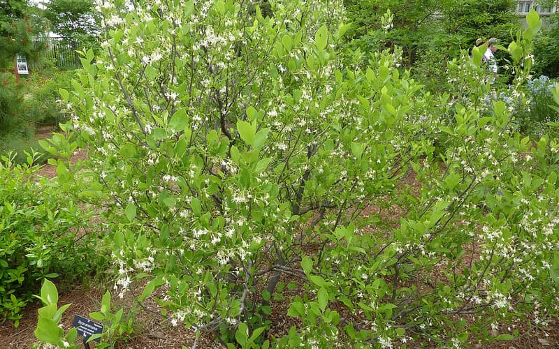 American snowbell (Styrax americanus) shrub in bloom, dotted with small white bell flowers