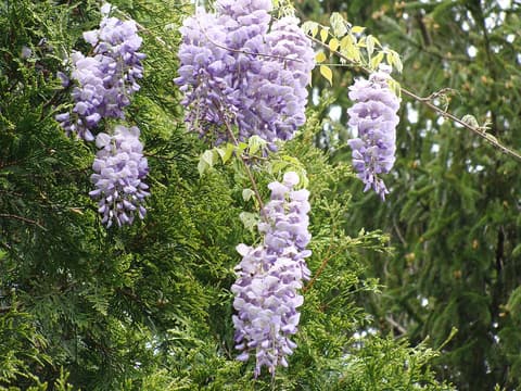 American Wisteria