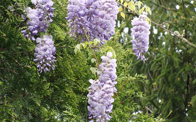 American wisteria (Wisteria frutescens) lavender flower clusters hanging among young leaves on a climbing vine