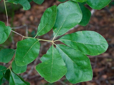 Arkansas oak (Quercus arkansana) branch of broad, round-tipped leaves in an Arkansas woodland