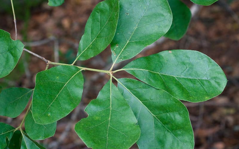 Arkansas oak (Quercus arkansana) branch of broad, round-tipped leaves in an Arkansas woodland