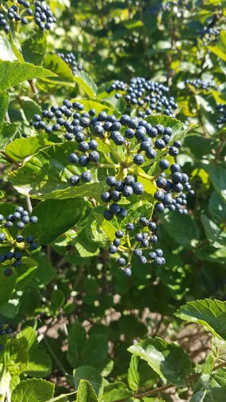 Arrowwood viburnum (Viburnum dentatum) in early September loaded with clusters of blue-black berries among toothed leaves