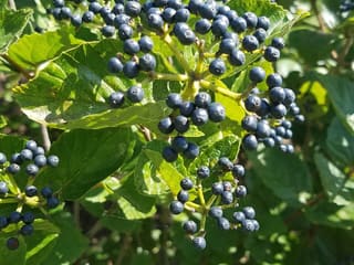 Arrowwood viburnum (Viburnum dentatum) in early September loaded with clusters of blue-black berries among toothed leaves