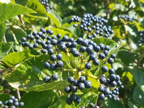 Arrowwood viburnum (Viburnum dentatum) in early September loaded with clusters of blue-black berries among toothed leaves