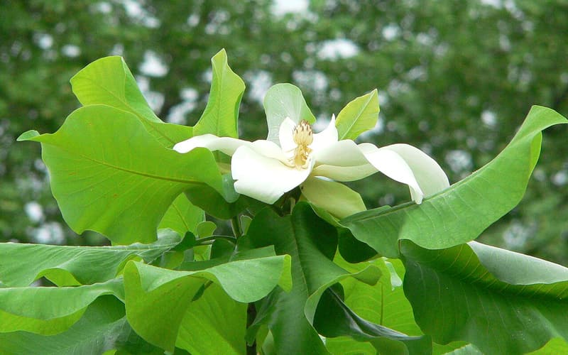 Ashe's magnolia (Magnolia ashei) creamy white flower opening among its huge pale green leaves