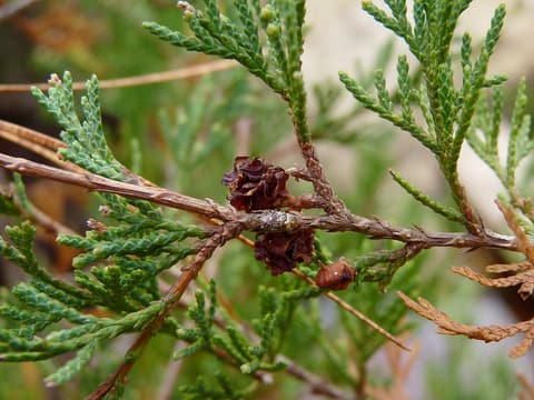 Atlantic white cedar (Chamaecyparis thyoides) sprays of scale-like foliage with small, open brown cones