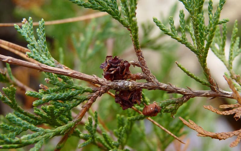 Atlantic white cedar (Chamaecyparis thyoides) sprays of scale-like foliage with small, open brown cones