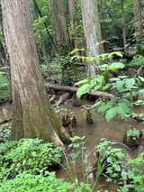 Bald cypress (Taxodium distichum) buttressed trunk with fibrous bark, its knees rising from the brown water of a swamp
