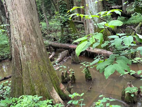 Bald Cypress