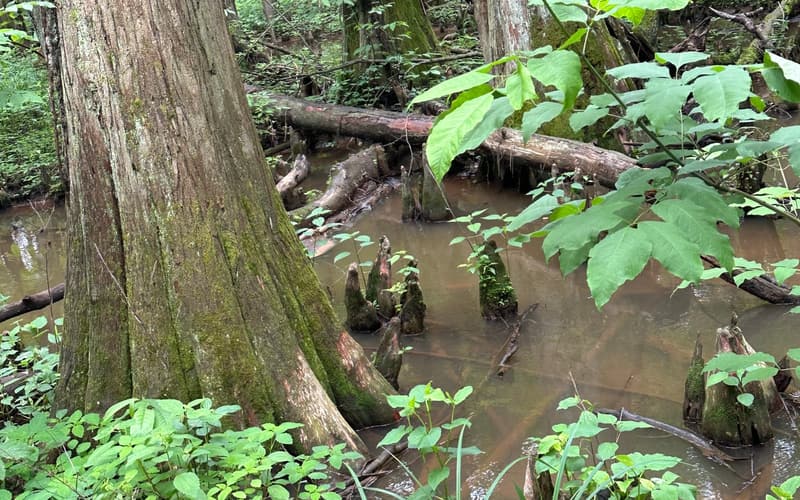 Bald cypress (Taxodium distichum) buttressed trunk with fibrous bark, its knees rising from the brown water of a swamp