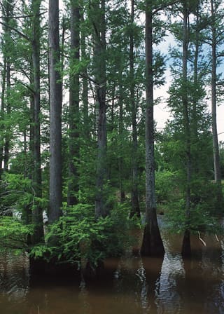 Stand of tall bald cypress (Taxodium distichum) trunks in a wet forest