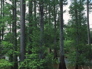 Stand of tall bald cypress (Taxodium distichum) trunks in a wet forest