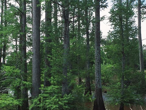 Stand of tall bald cypress (Taxodium distichum) trunks in a wet forest