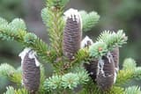 Balsam fir (Abies balsamea) upright purplish cones beaded with white resin on a branch tip