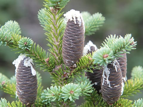 Balsam fir (Abies balsamea) upright purplish cones beaded with white resin on a branch tip