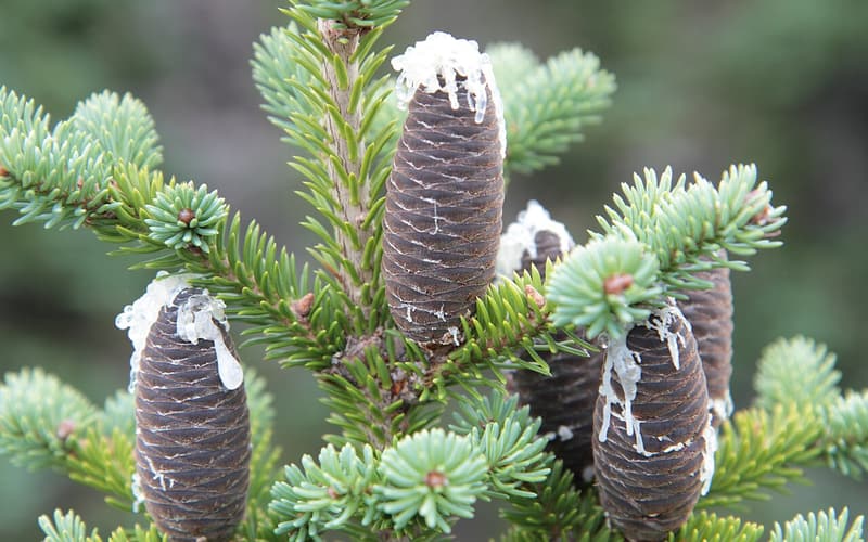 Balsam fir (Abies balsamea) upright purplish cones beaded with white resin on a branch tip