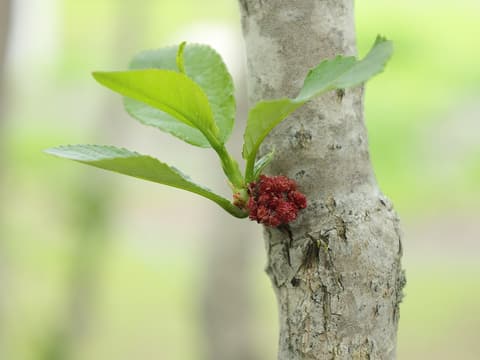 Balsam poplar (Populus balsamifera) fresh leaves and a red male catkin on a smooth gray trunk