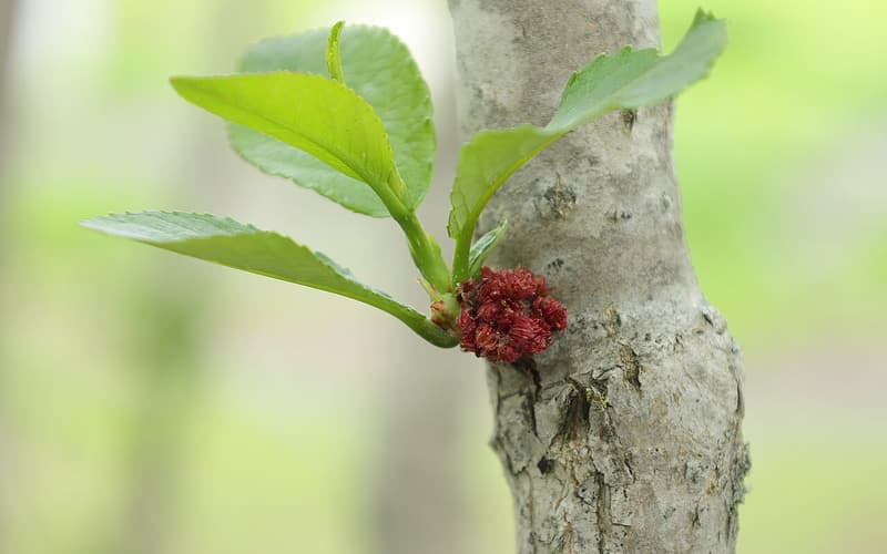 Balsam poplar (Populus balsamifera) fresh leaves and a red male catkin on a smooth gray trunk