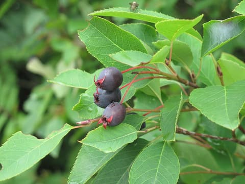 Bartram's serviceberry (Amelanchier bartramiana) dark purple pear-shaped fruits among green leaves