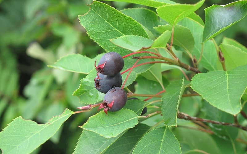 Bartram's serviceberry (Amelanchier bartramiana) dark purple pear-shaped fruits among green leaves