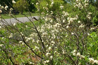 Beach plum (Prunus maritima) shrub covered in white flowers in spring