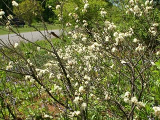 Beach plum (Prunus maritima) shrub covered in white flowers in spring