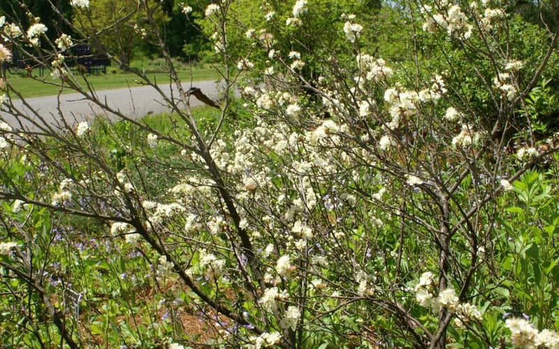 Beach plum (Prunus maritima) shrub covered in white flowers in spring
