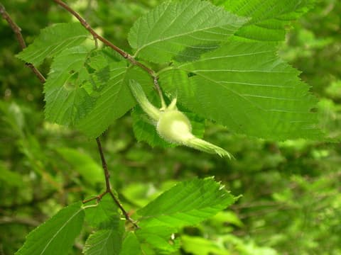 Beaked hazelnut (Corylus cornuta) bristly green husks drawn out into long beaks among toothed leaves
