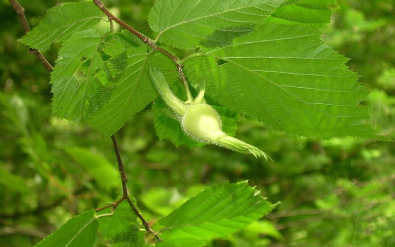 Beaked hazelnut (Corylus cornuta) bristly green husks drawn out into long beaks among toothed leaves