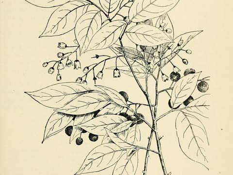 Bear huckleberry (Gaylussacia ursina) line drawing of a leafy shoot with hanging bells and berries