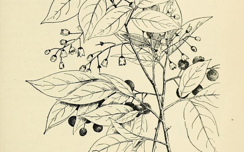 Bear huckleberry (Gaylussacia ursina) line drawing of a leafy shoot with hanging bells and berries