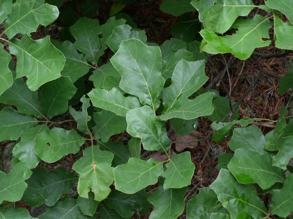 Bear Oak (Scrub Oak) (Quercus ilicifolia)