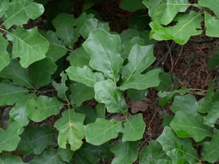 Bear oak (Quercus ilicifolia) leaves, small with a few shallow lobes, seen from above