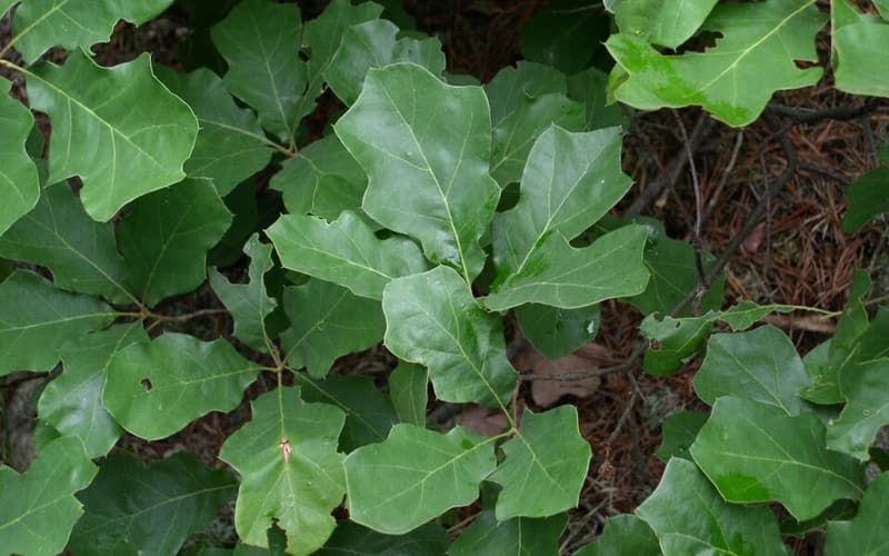 Bear oak (Quercus ilicifolia) leaves, small with a few shallow lobes, seen from above