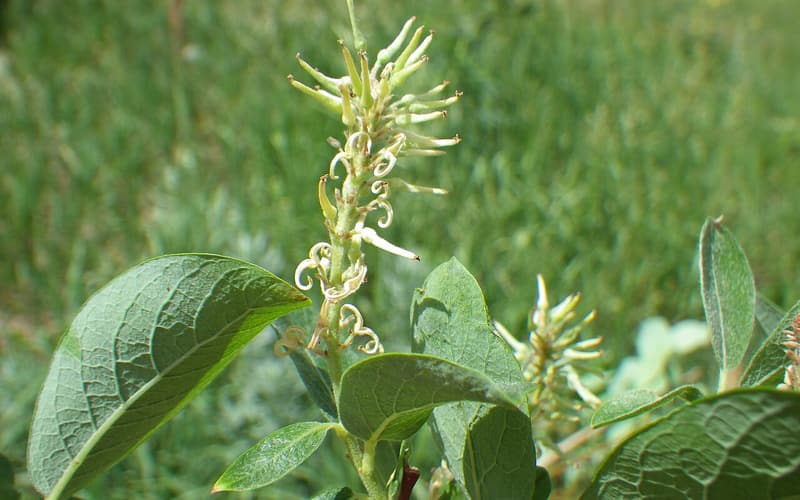 Bebb's willow (Salix bebbiana) female catkins of long-stalked seed capsules above veined leaves