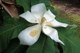Bigleaf magnolia (Magnolia macrophylla) open white flower with purple blotches among its huge leaves