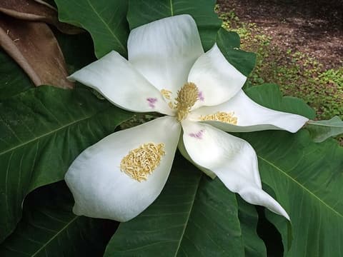 Bigleaf magnolia (Magnolia macrophylla) open white flower with purple blotches among its huge leaves