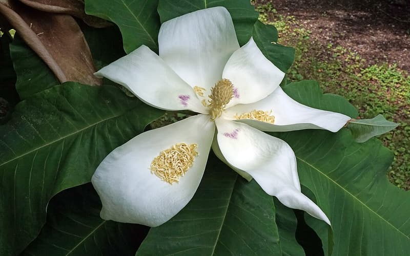 Bigleaf magnolia (Magnolia macrophylla) open white flower with purple blotches among its huge leaves
