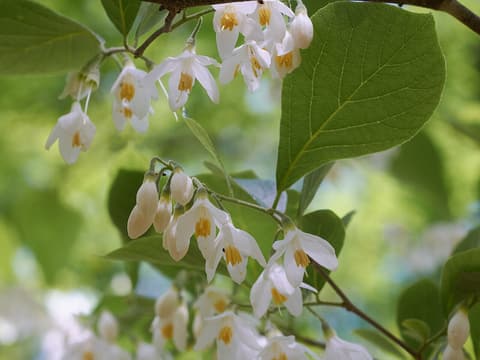Bigleaf snowbell (Styrax grandifolius) sprays of white bell flowers with yellow stamens beside a broad leaf